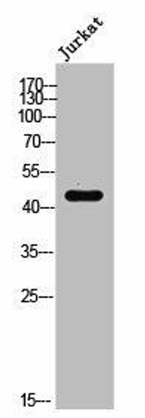 Phospho-EFNB1/EFNB2/EFNB3 Y324 Antibody PACO02616