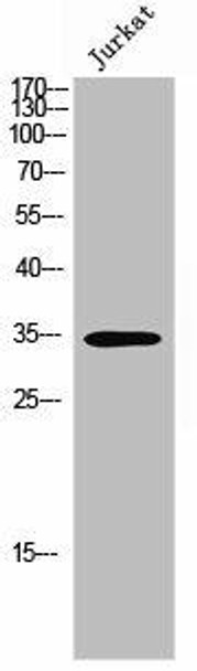 OR8J1 Antibody PACO02693