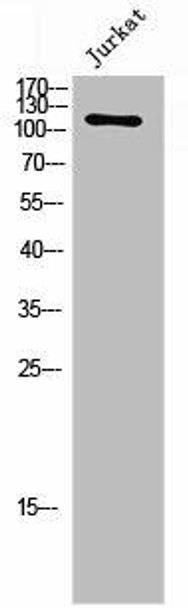 FGFR1/FGFR2 Antibody PACO02718