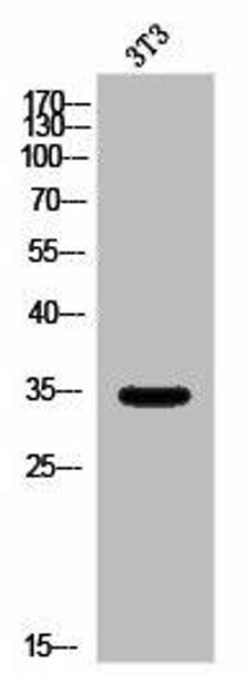 OR5AP2 Antibody PACO02831