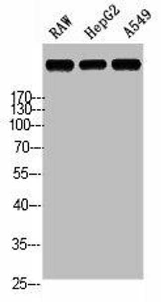 LAMA5 Antibody PACO02865