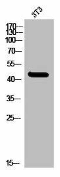 MNDA Antibody PACO02908