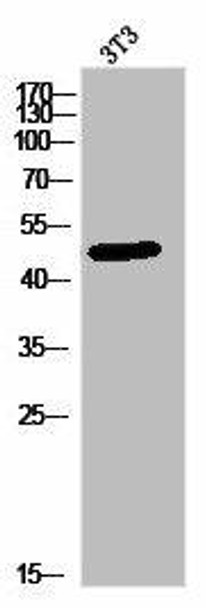 PLA1A Antibody PACO02962