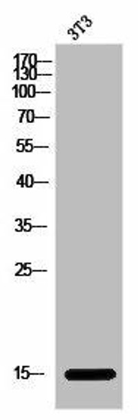 Acetyl-Histone H2B K15 Antibody PACO02980