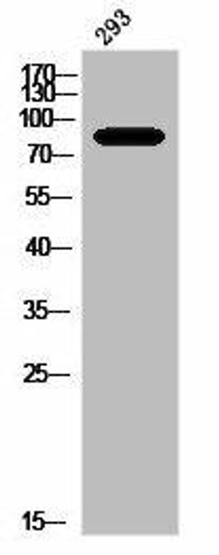 Phospho-PRKCA/PRKCB/PRKCD/PRKCE/PRKCG/PRKCH/PRKCQ/PRKCZ T497 Antibody PACO03002