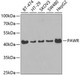 Cell Death Antibodies 1