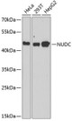 Cell Cycle Antibodies 2