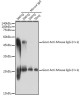 Secondary Antibodies