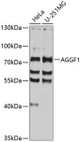 Cardiovascular Antibodies