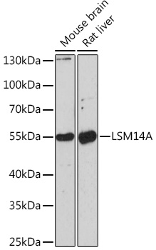 Anti-LSM14A Antibody (CAB16682)