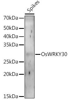 Western blot analysis of extracts of various tissues from the japonica rice (Oryza sativa L. ) variety Zhonghua 11, using OsWRKY30 antibody at 1:1000 dilution. Secondary antibody: HRP Goat Anti-Rabbit IgG (H+L) at 1:10000 dilution. Lysates/proteins: 25ug per lane. Blocking buffer: 3% nonfat dry milk in TBST. Detection: ECL Enhanced Kit. Exposure time: 120s.