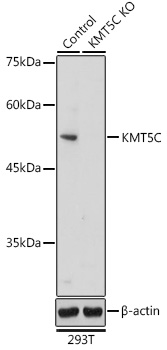 Anti-KMT5C Antibody [KO Validated] (CAB16235)