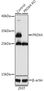 Anti-PRDX4 Antibody [KO Validated] (CAB1486)