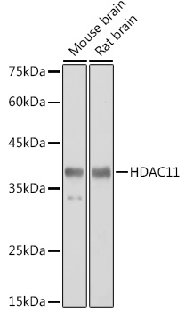 Anti-HDAC11 Antibody (CAB6140)