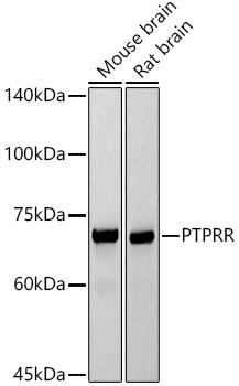 Western blot analysis of extracts of various cell lines, using PTPRR antibody at 1:1000 dilution. Secondary antibody: HRP Goat Anti-Rabbit IgG (H+L) at 1:10000 dilution. Lysates/proteins: 25ug per lane. Blocking buffer: 3% nonfat dry milk in TBST. Detection: ECL Basic Kit. Exposure time: 30s.