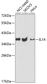 Anti-IL-1A Antibody (CAB2170)