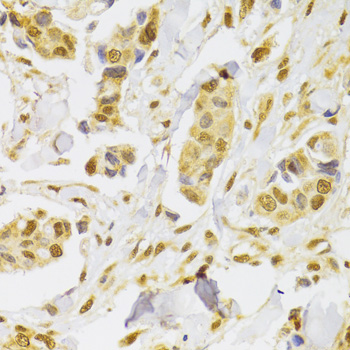 Anti-Slug Antibody (CAB13352)