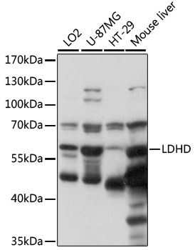 Anti-LDHD Antibody (CAB15965)