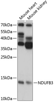 Anti-NDUFB3 Antibody (CAB14378)