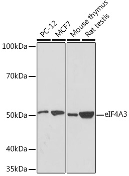 Anti-eIF4A3 Antibody (CAB8985)