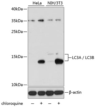 Anti-LC3A / LC3B Antibody (CAB15591)