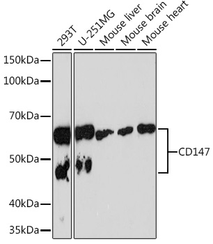 Anti-CD147 Antibody (CAB4310)