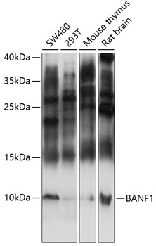 Anti-BANF1 Antibody (CAB14555)