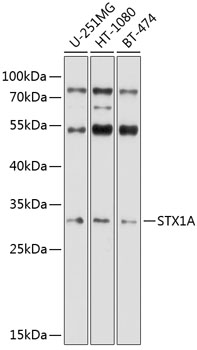 Anti-STX1A Antibody (CAB5570)