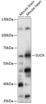 Anti-SUOX Antibody (CAB14258)