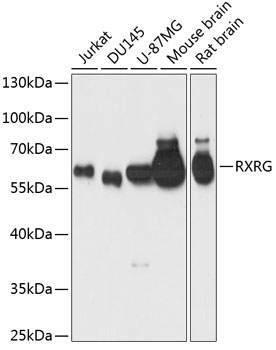 Anti-RXRG Antibody (CAB1877)