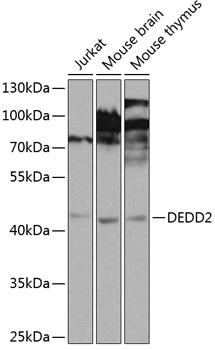 Anti-DEDD2 Polyclonal Antibody (CAB8281)