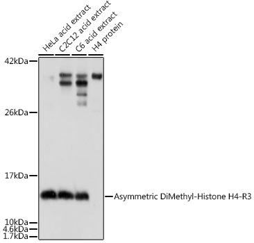 Anti-Asymmetric DiMethyl-Histone H4-R3 Antibody (CAB2376)