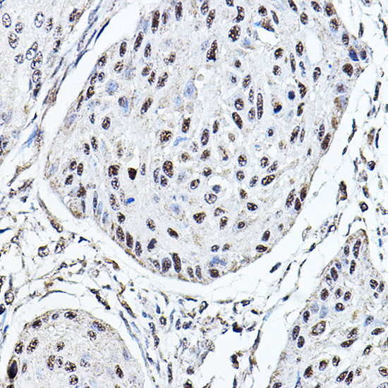 Anti-MDC1 Antibody (CAB12714)