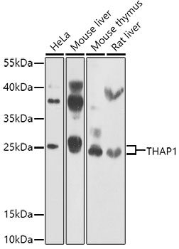 Anti-THAP1 Antibody (CAB7472)