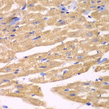 Anti-APLP1 Antibody (CAB2634)