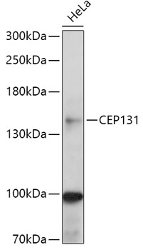 Anti-CEP131 Antibody (CAB17648)