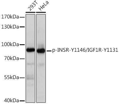 Anti-Phospho-INSR-Y1146/IGF1R-Y1131 pAb (CABP0863)