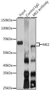 Anti-ME2 Polyclonal Antibody (CAB9650)