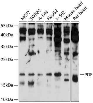 Anti-PDF Antibody (CAB10458)