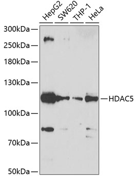 Anti-HDAC5 Antibody (CAB7189)