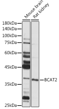 Anti-BCAT2 Antibody (CAB7426)