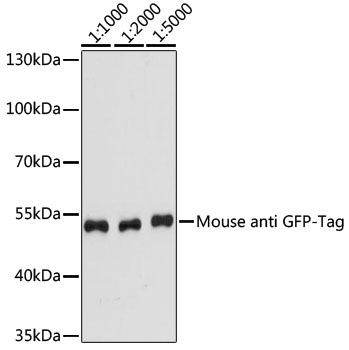 Anti-Mouse anti GFP-Tag Monoclonal Antibody (CABE012)