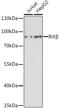 Anti-IKKBeta Antibody (CAB0714)