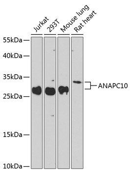 Anti-ANAPC10 Polyclonal Antibody (CAB8330)