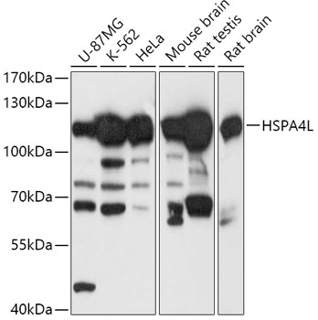 Anti-HSPA4L Antibody (CAB17637)