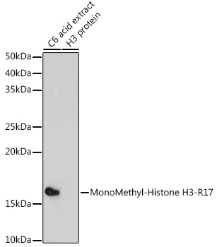 Anti-MonoMethyl-Histone H3-R17 Antibody (CAB3151)