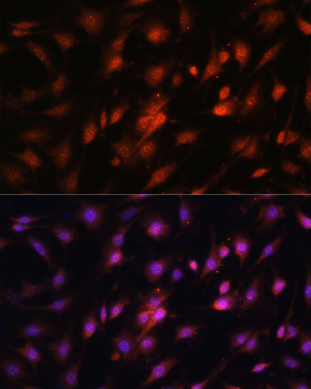 Anti-c-Jun Antibody (CAB11378)