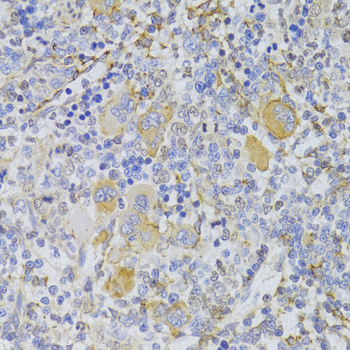 Anti-Slug Antibody (CAB1057)