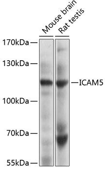 Anti-ICAM5 Antibody (CAB4156)