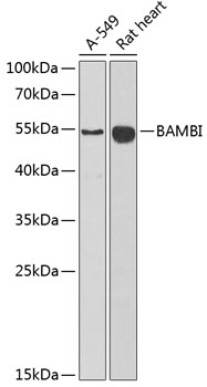 Anti-BAMBI Antibody (CAB6532)